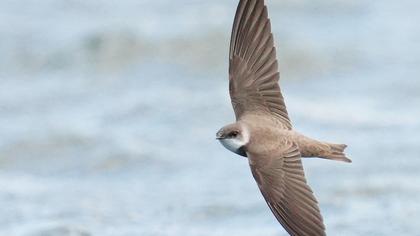 Sand Martin
