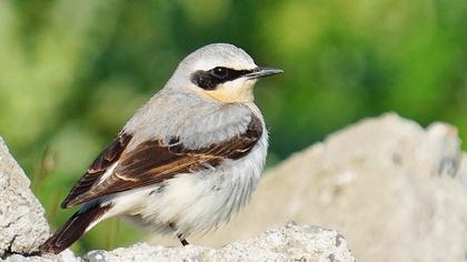 Northern Wheatear