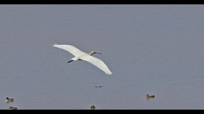 Eurasian Spoonbill