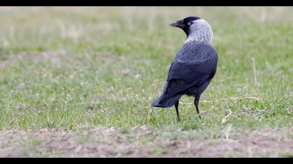 Western Jackdaw