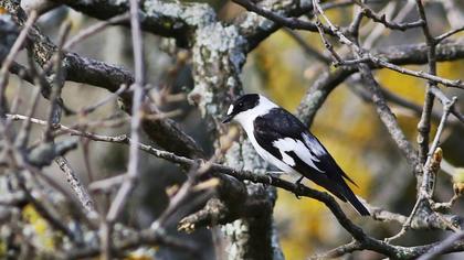 Collared Flycatcher