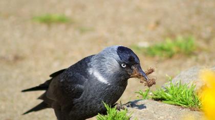 Western Jackdaw