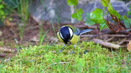 Great Tit