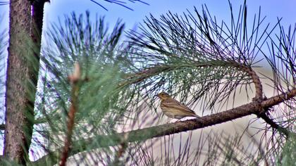 Tree Pipit
