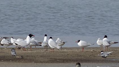 Whiskered Tern