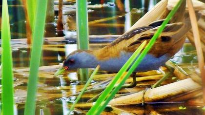 Little Crake