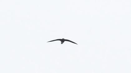 Alpine Swift
