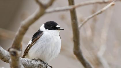 Collared Flycatcher