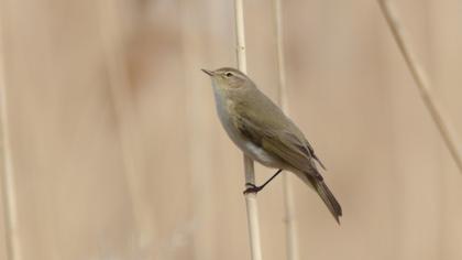 Common Chiffchaff