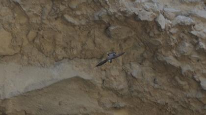Eurasian Crag Martin