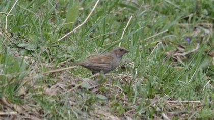 Dunnock