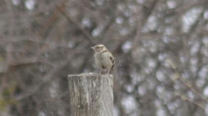 Woodlark