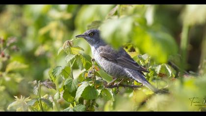 Barred Warbler