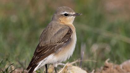 Northern Wheatear