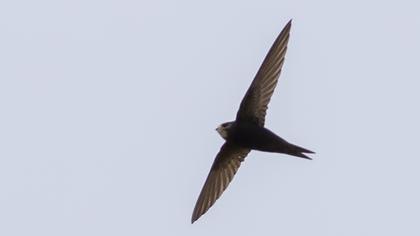 Common Swift