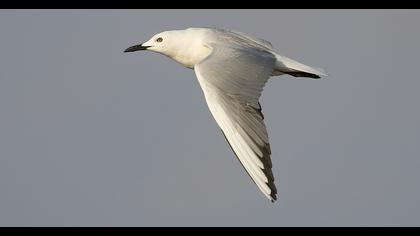Slender-billed Gull