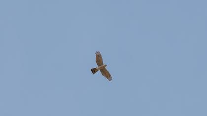 Eurasian Sparrowhawk