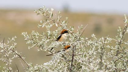Woodchat Shrike