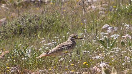Eurasian Stone-curlew