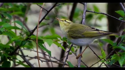 Wood Warbler