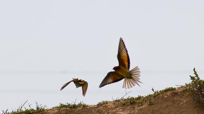 European Bee-eater