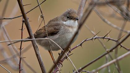 Common Whitethroat