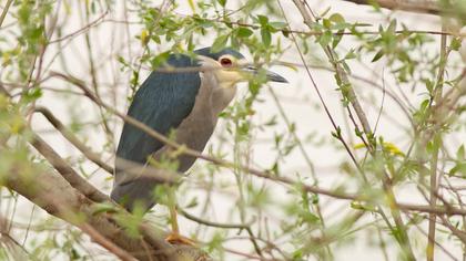 Black-crowned Night Heron