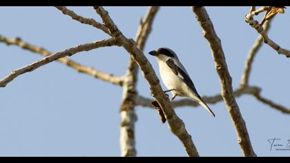 Karaalınlı örümcekkuşu