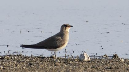 Collared Pratincole