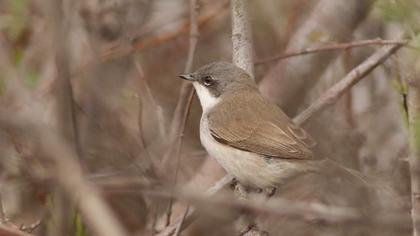 Lesser Whitethroat