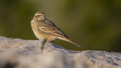 Tawny Pipit