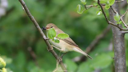Eurasian Reed Warbler