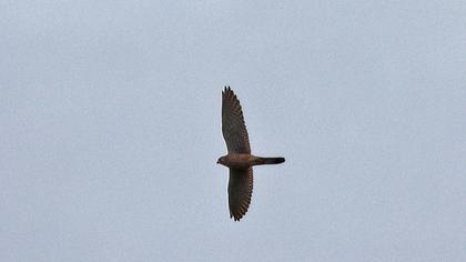 Common Kestrel