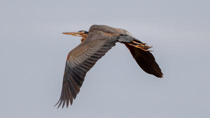 Erguvani balıkçıl