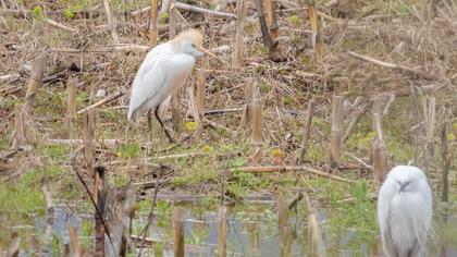 Sığır balıkçılı
