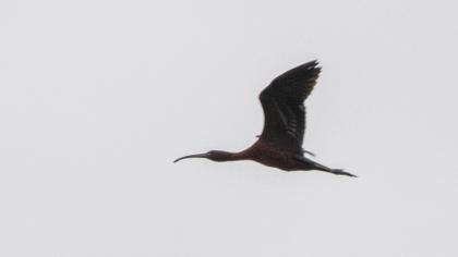 Glossy Ibis