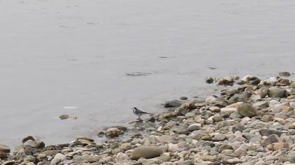 White Wagtail