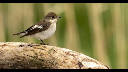 European Pied Flycatcher