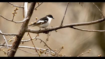 Semicollared Flycatcher