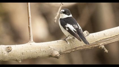 Collared Flycatcher