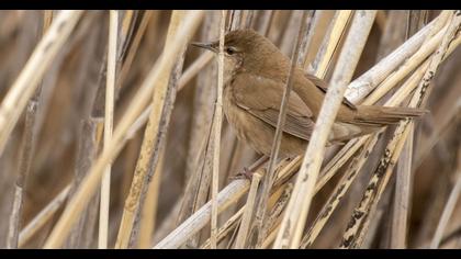 Savi`s Warbler