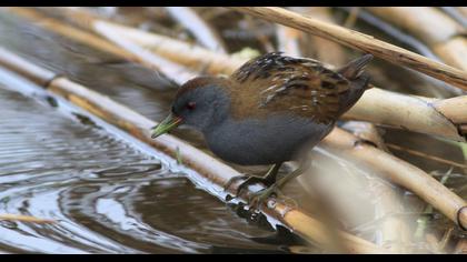 Little Crake