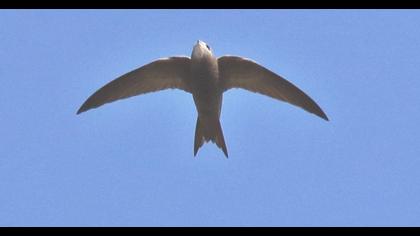 Pallid Swift