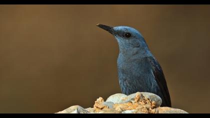 Blue Rock Thrush