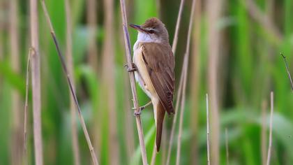 Great Reed Warbler