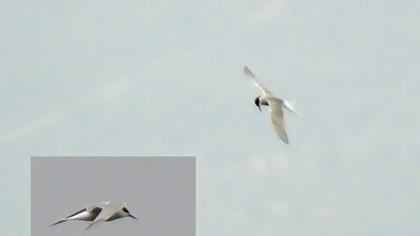 Common Tern