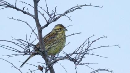 Cirl Bunting