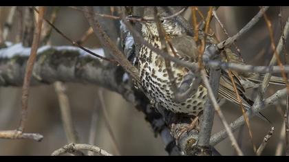 Mistle Thrush
