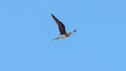 Collared Pratincole