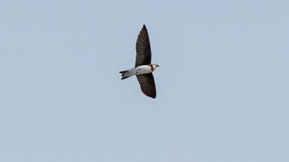 Sand Martin